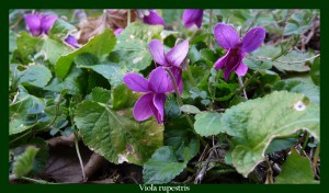 Viola rupestris Violaceae Violette des rochers Photo: D.M. Utilisée contre les affections cutanées 