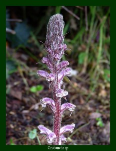 Orobanche sp. Orobanchaceae Photo: D.M. 