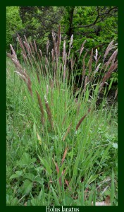 Holcus lanatus Poaceae Houlque laineuse Photo: D.M.